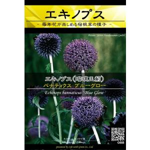宿根草種子 エキノプス バナティクス ブルーグロー ｜ 瑠璃玉薊 ルリタマアザミ ヒゴタイ ハリネズミ [Life with Green]