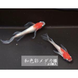 振袖紅白12+@個 最高級 F1 めだか メダカの詳細画像1