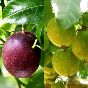 2色各1個セット 赤紫&黄色3.5号各1個セット