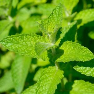 和種 はっか油 50ml ドロッパ―タイプ 虫...の詳細画像3