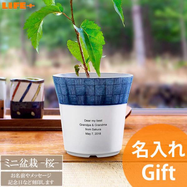 名入れ ギフト 新築祝い オシャレ 開店祝い 観葉植物 退職祝い おしゃれ 周年記念 贈り物 送別会...