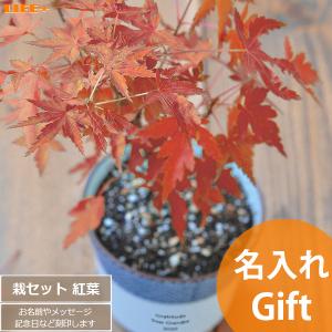 名入れ ギフト 新築祝い オシャレ 開店祝い 観葉植物