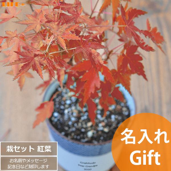 名入れ ギフト 新築祝い オシャレ 開店祝い 観葉植物 退職祝い おしゃれ 周年記念 贈り物 送別会...