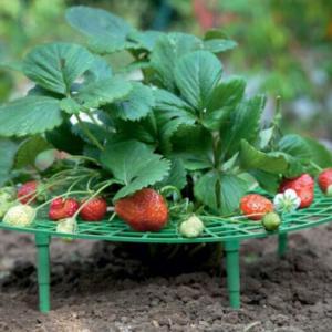 いちご植え支柱 2個セット 園芸支柱 野菜スタンド 誘引作業 害虫