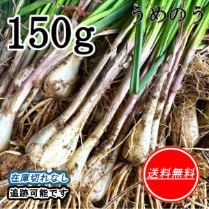 らっきょう 熊本県産 150g 栽培期間中農薬不使用 土付き クリックポスト うめのう
