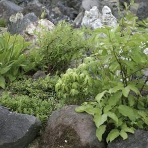 チョロギ 種 種子 の商品一覧 花 ガーデニング 通販 Yahoo ショッピング