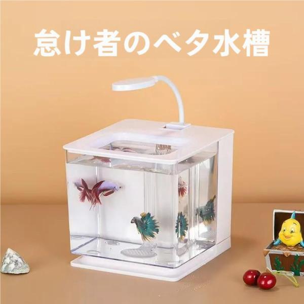 ベタ 水槽 ベタ飼育箱 熱帯魚観賞魚 水族館 ショーベタ 照らされた四角い箱 魚飼育