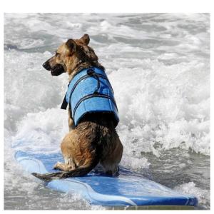 ライフジャケット 小型 中型 犬 用 安心 安...の詳細画像3