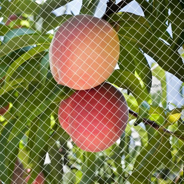 YONGDING 防鳥ネット (2M×4M) 鳥よけ 鳩よけ 果樹/野菜栽培/ブルーベリー守る 温室...