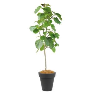 カシワバゴムの木 10号（柏ゴム） フィカス・リラータ 観葉植物 鉢植え