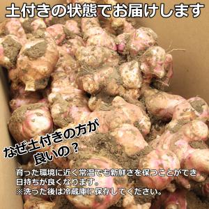 菊芋 キクイモ 生 3kg 土付き 日持ちが良...の詳細画像4