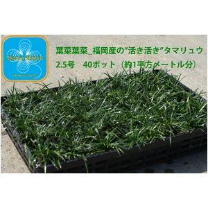 産地直送 　とっても元気なタマリュウ（玉竜）2.5号　40ポット　（約1平方メートル分）