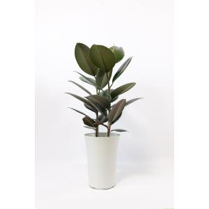 フィカス・バーガンディー【観葉植物 8号 ストレート仕立／1個売り