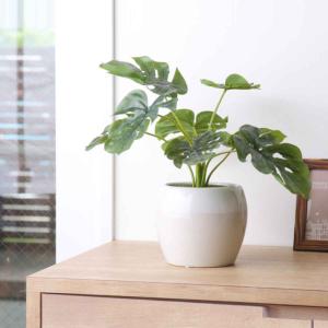 光触媒　人工観葉植物　フェイクグリーン　ウンベラータ2本立FST フィカス・ウンベラータ | プレミアム光触媒フェイクグリーン 造花