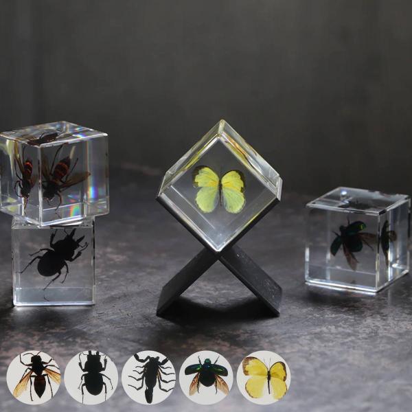 ペーパーウェイト Casimir 昆虫標本 ガラス （ 昆虫 標本 虫 オブジェ 置物 ディスプレイ...