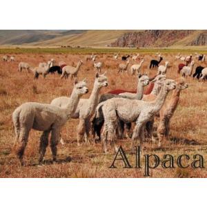 低廉 ペルーアルパカwoolカーディガン ナスカの祝祭 ウール 赤 送料無料古代インカ帝国 マチュ アルパカ 遺跡 直接契約 地上絵 ピチュ ナスカ