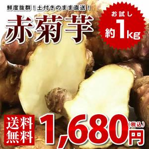 【感謝セール期間限定ｐ5倍】赤菊芋 お試し 約1kg 群馬県産 土付き 菊芋 生 キクイモ 国産 イヌリン  きくいも 送料無料※北海道・九州・離島+100円、沖縄+200円｜lohas-food