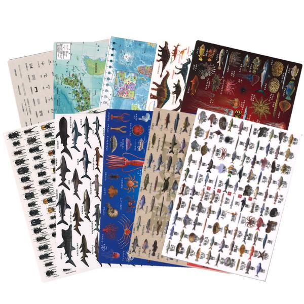 下敷き 2枚セット A4 お好きな2枚をチョイス！ 地図 鮫 恐竜 深海  カブトムシ クワガタ 甲...