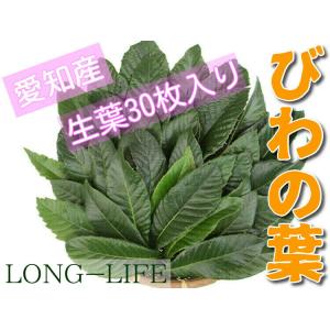 びわの葉 30枚入り 生葉 無農薬 愛知県産 収穫して