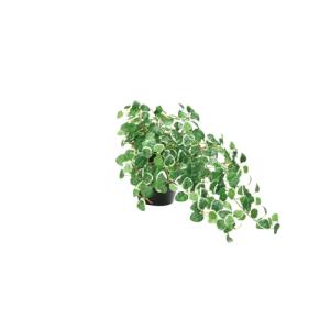 プミラ 観葉植物 光触媒 人工 25cm 鉢付き インテリアグリーン アートグリーン テーブルタイプ 557A60-39｜lookit