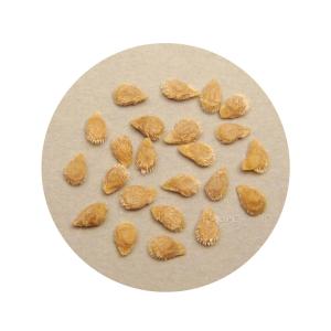 知育玩具 野菜の種 ミニトマト 種 たね 野菜...の詳細画像1