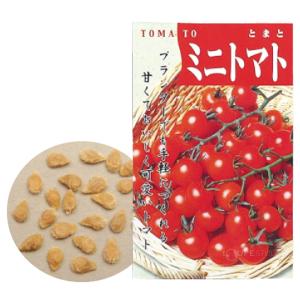 知育玩具 野菜の種 ミニトマト 種 たね 野菜...の詳細画像2