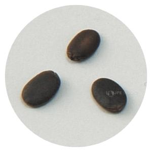 野菜の種 ヘチマ 種 たね 野菜 ヘチマのたね...の詳細画像1