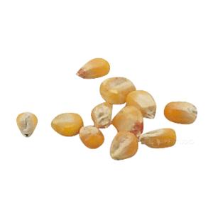 野菜の種 トウモロコシ 種 たね 野菜 とうも...の詳細画像1
