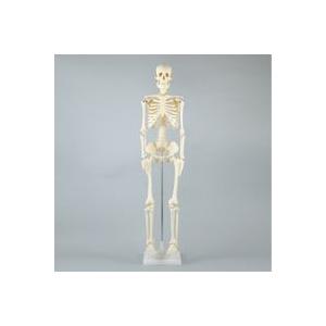 人体模型 全身 骨 人体骨格模型 85cm スタンド付 おもちゃ 観察 理科 宿題 自由研究 学校教材 学習教材 室内 クリスマスプレゼント
