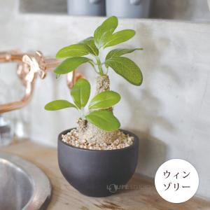 消臭アーティフィシャルグリーン Lサイズ 人工...の詳細画像3