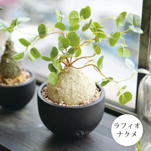 消臭アーティフィシャルグリーン Lサイズ 人工...の詳細画像5