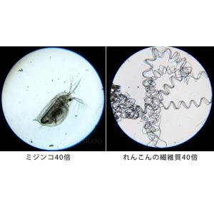 顕微鏡 子供 卓上 日本製 スマホ撮影セット ...の詳細画像4