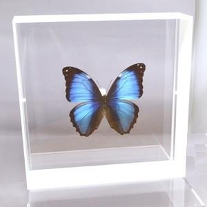 Morpho deidamia 蝶標本 木製フレーム付き 蝶の標本 デイダミアモルフォ M.deidamia ホワイトフレーム チョウ