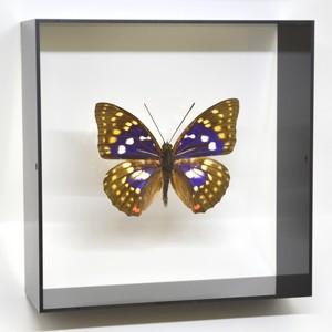 蝶の標本 オオムラサキ S.charonda ブラックフレーム チョウ