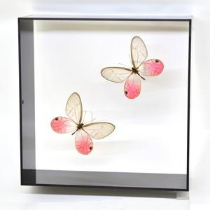 蝶の標本 スカシジャノメ Cithaerias 2頭 ブラックフレーム チョウ