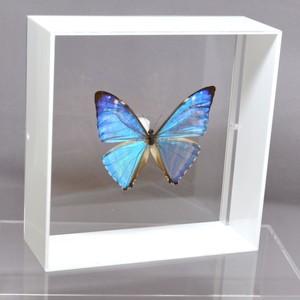 ペルー産　ゼフィリティスモルフォ　81mm Amazon.co.jp: 蝶の標本 ゴダルティモルフォ ペルー産 Morpho