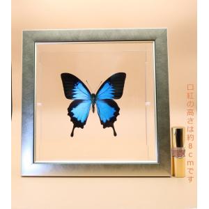蝶の標本　オオルリアゲハ　P.ulysses　ライトフレーム　　チョウ　バタフライ　パピヨン｜lovelyinsect