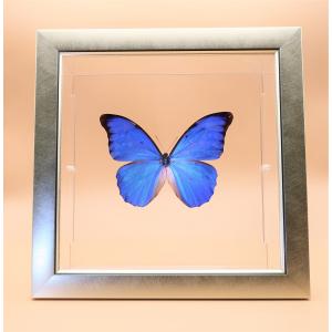 蝶の標本 アナクシビアモルフォ M.anaxibia ライトフレーム チョウ