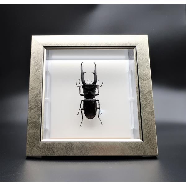 昆虫の標本　マンディブラリスフタマクワガタ　H.mandib　ライトフレーム