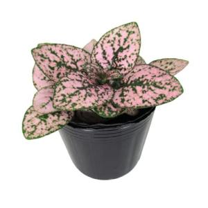 ヒポエステス ピンク 観葉植物 の商品一覧 花 ガーデニング 通販 Yahoo ショッピング