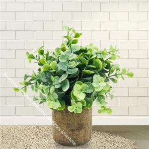 ユーカリ 鉢 室内の商品一覧 通販 Yahoo ショッピング