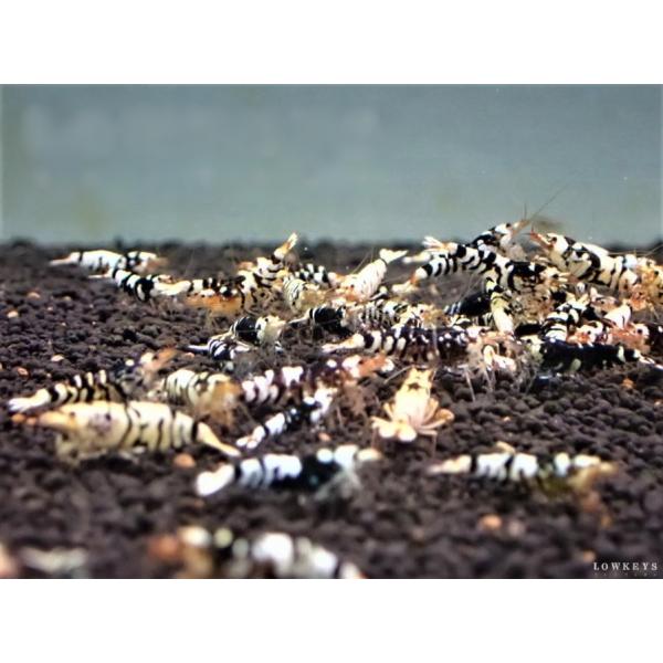ブラックファンシータイガー　10匹(+1匹補償)セット
