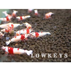 レッドビーシュリンプ ピュアレッドライン　PRL 10匹(+1匹補償)セット｜lowkeys-s