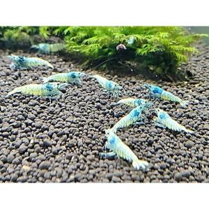 【送料無料!】ターコイズシャドー Aクラス 3...の詳細画像3