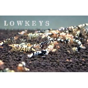 ブラックファンシータイガー｜lowkeys-s