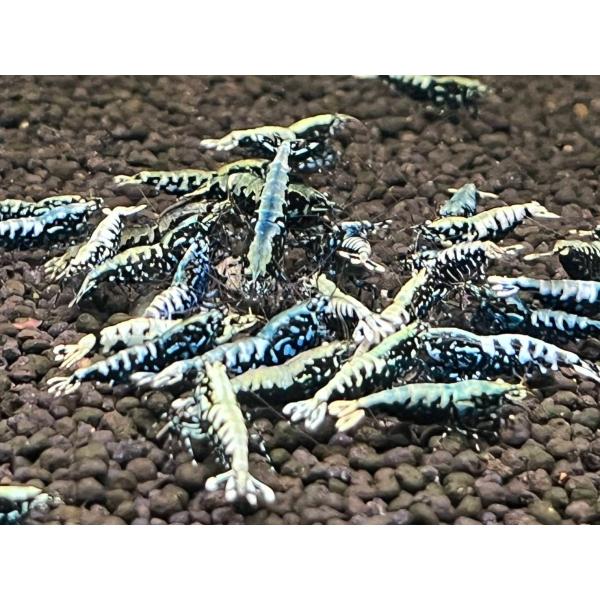 【直送品】　ブルーメタルギャラクシー　5匹セット　※メス中心