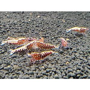 レッドフィッシュボーン　Aクラス　