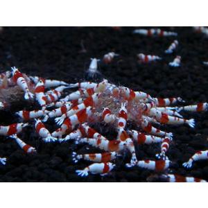 【LOWKEYS】レッドビーシュリンプ 小さめ...の詳細画像1