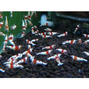【LOWKEYS】レッドビーシュリンプ 小さめ...の詳細画像2