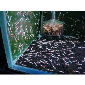 【LOWKEYS】レッドビーシュリンプ 小さめ...の詳細画像3